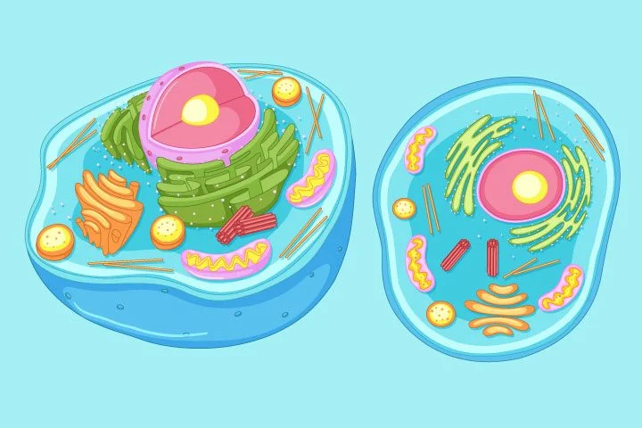 Sistem-Organisasi-Kehidupan