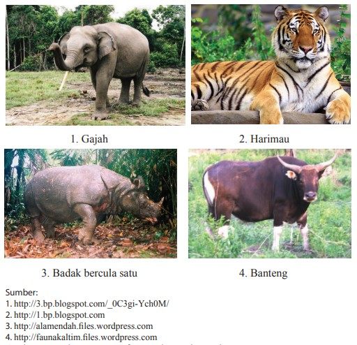 Contoh Fauna Indonesia Bagian Barat
