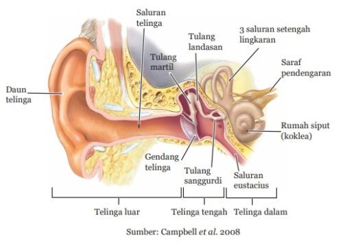 Getaran dan Gelombang Bunyi, Frekuensi, Periode & Aplikasi serupa.id