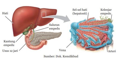 Sistem Ekskresi Manusia Susunan Organ Proses And Gangguan Serupa Id