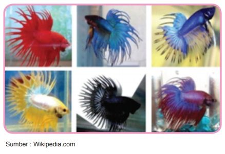 Ikan Cupang Crowntail serit