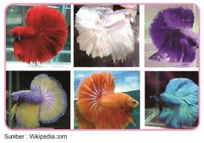 Ikan Cupang Halfmoon