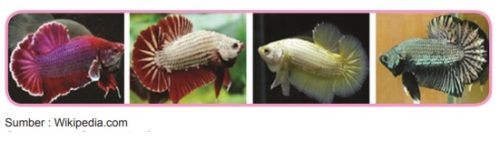 Ikan Cupang plakat Halfmoon