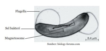 Magnetotactic bacteria bakteri MTB