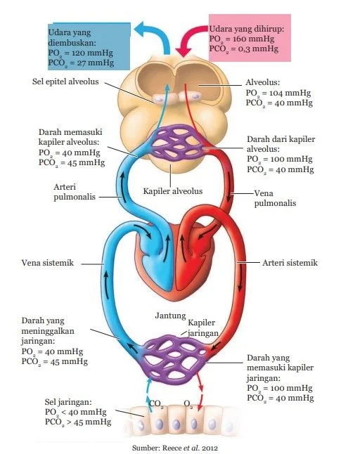 Tekanan Gas pada Proses Pernapasan Manusia pertukaran oksigen alveolus