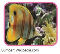 butterfly fish ikan kup kupu