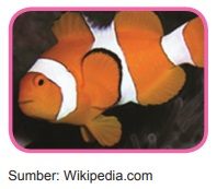 ikan badut clownfish nemo