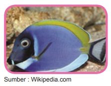 ikan blue tangs dori