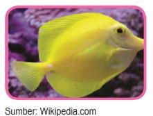 ikan yellow tangs
