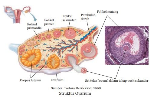Struktur Ovarium