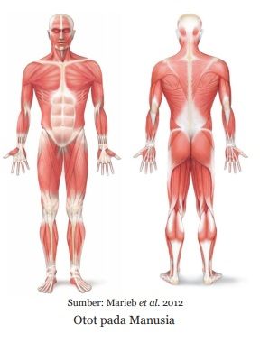 otot manusia