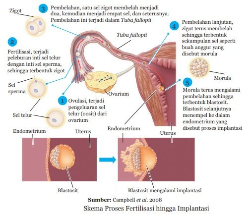 proses feltrilisasi hingg implantasi