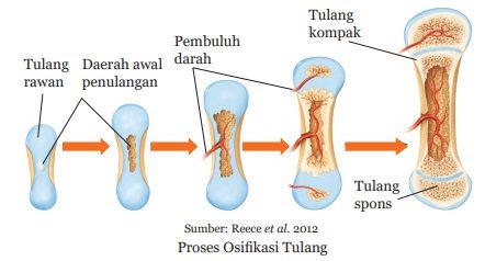 proses osifikasi tulang