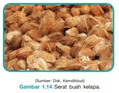 serat dari buah