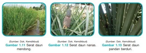 serat dari daun