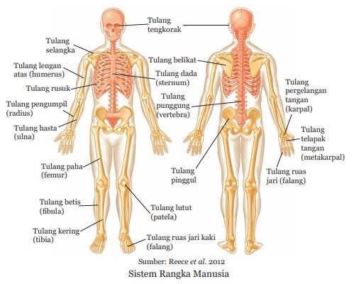 sistem rangka kerangka manusia