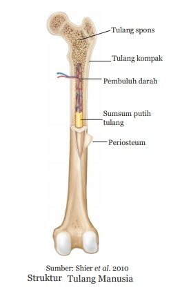 struktur tulang manusia