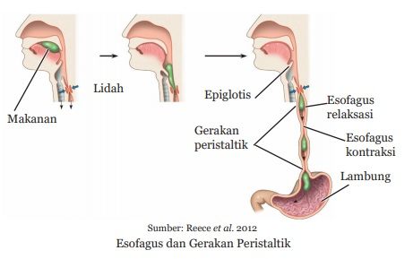 Kerongkongan (Esofagus)