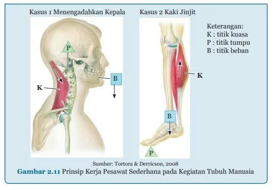 Prinsip Kerja Pesawat Sederhana pada Kegiatan Tubuh Manusia