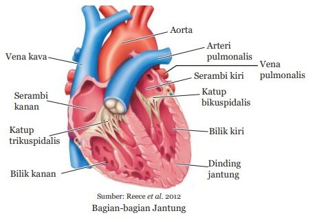 Sistem Peredaran Darah Manusia Serupa Id