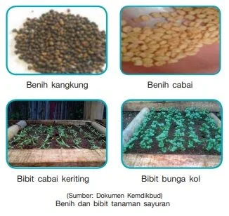benih dan bibit budi daya tanaman sayuran