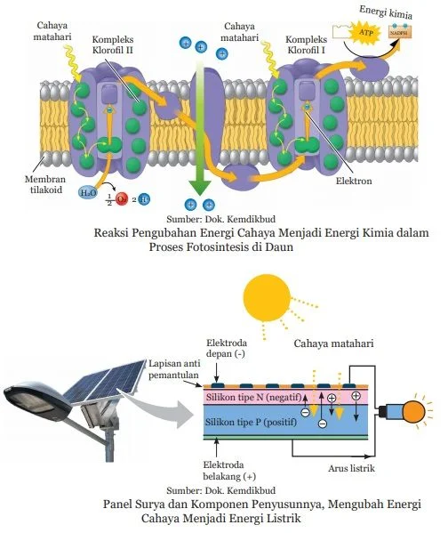 cara kerja solar panel meniru fotosintesis daun