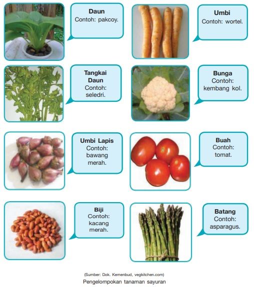 contoh tanaman berdasarkan bagian yang dapat dimanfaatkan budi daya tanaman sayuran