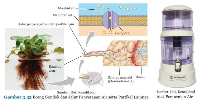eceng gondok dan alat pemurnian air