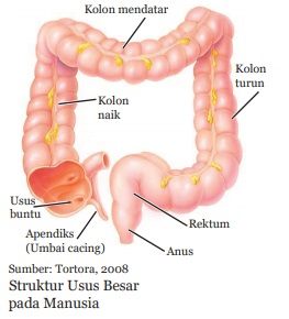 gambar organ usus besar
