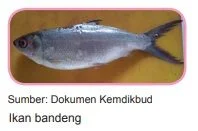 ikan bandeng