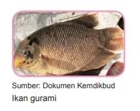 ikan gurami