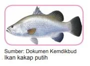 ikan kakap