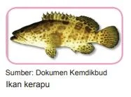 ikan kerapu
