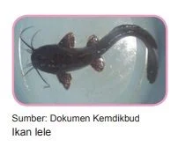 ikan lele