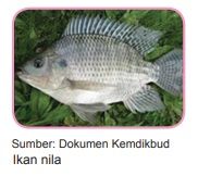 ikan nila