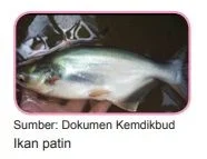 ikan patin
