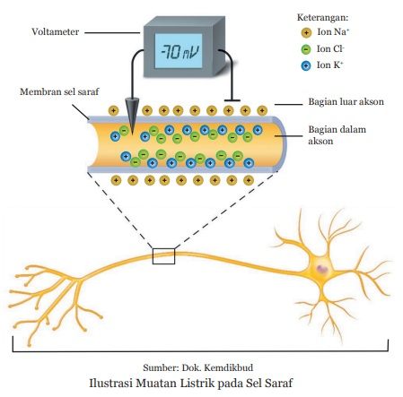 ilustrasi muatan listrik pada sel saraf