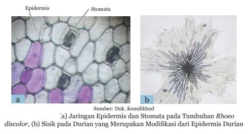 jaringan epidermis dan sisik pada durian