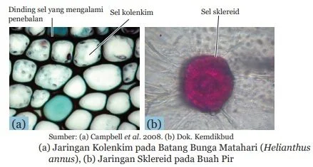 jaringan kolenkim pada matahari dan sklereid pada pir