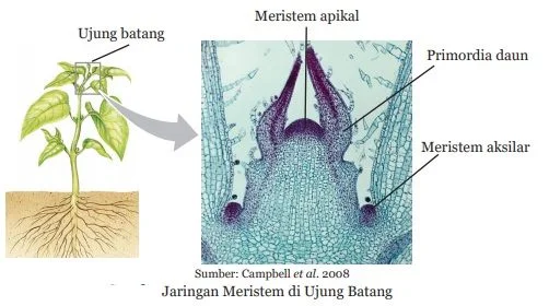 jaringan meristem di ujung batang