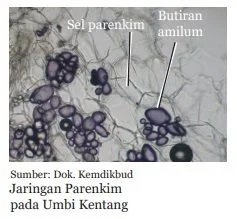 jaringan parenkim pada umbi kentang
