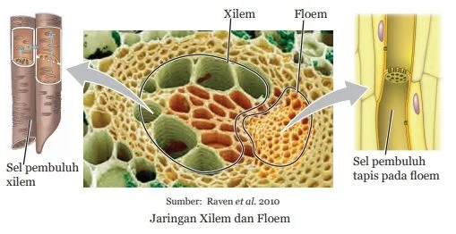 jaringan xilem dan floem