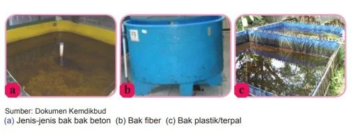 jenis jenis bak budi daya ikan konsumsi