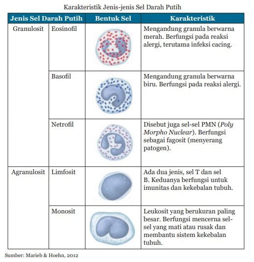 karakteristik jenis-jenis sel darah putih