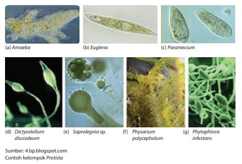 kelompok protista