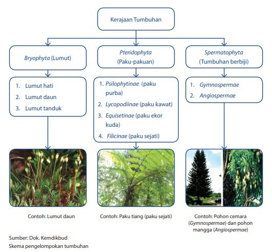 klasifikasi pengelompokan kingdom plantae tumbuhan