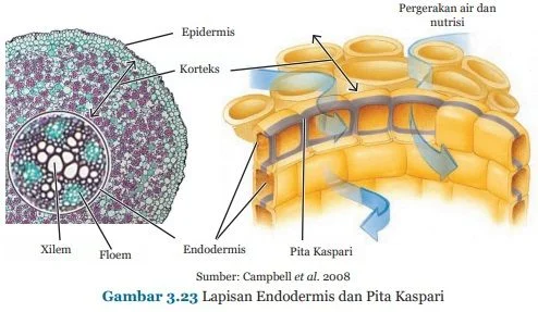 lapisan endodermis dan pita kaspari