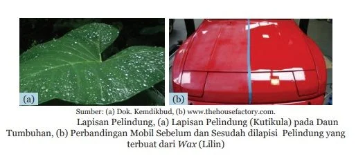 lapisan pelindung talas dan mobil