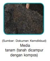 media tanam tanah