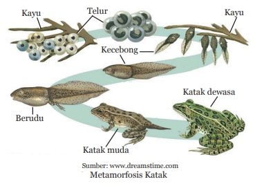 metamorfosis pada katak